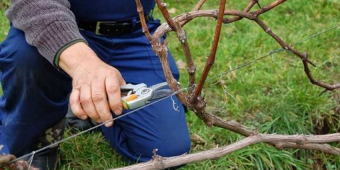 Jak prořezávat hrozny - nejlepší metody a techniky prořezávání. Příprava hroznů, načasování a nástroje